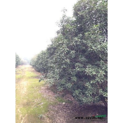 大冠徑紅葉石楠球