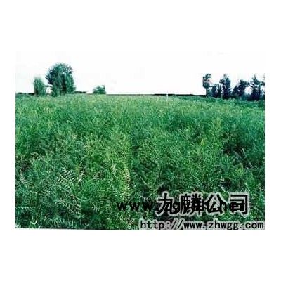 文冠果苗400萬株1、2、3年生