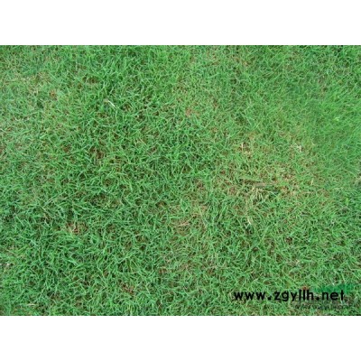 句容茅山三石草坪基地   樸樹  沙樸、樸子樹、