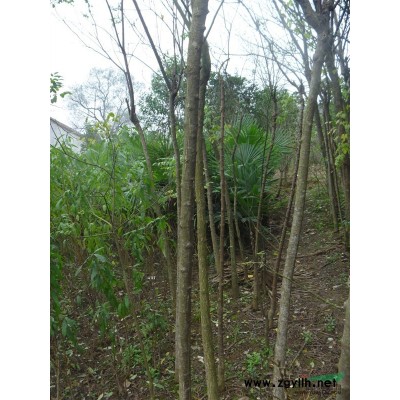 安徽紅葉李專供