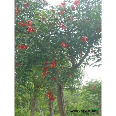 發(fā)財(cái)樹(shù)、欖仁、仁面子、銀海棗、老人槐、秋風(fēng)、