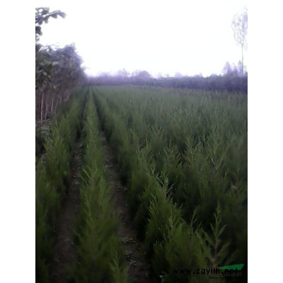 塔柏*新價(jià)格/塔柏報(bào)價(jià)