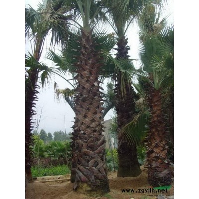 小葉欖仁，福建小葉欖仁