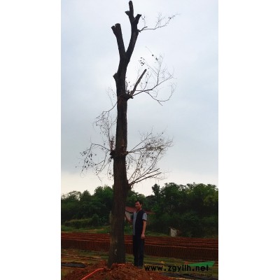 政府征地了，基地要搬遷，一批2.5-4尺圍榆樹(shù)、香樟優(yōu)價(jià)待售