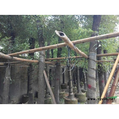 香樟兄弟價，有意者聯系。