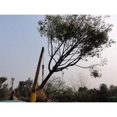 優(yōu)質(zhì)優(yōu)價(jià)湖北精品全冠香樟，樸樹，欒樹，烏桕