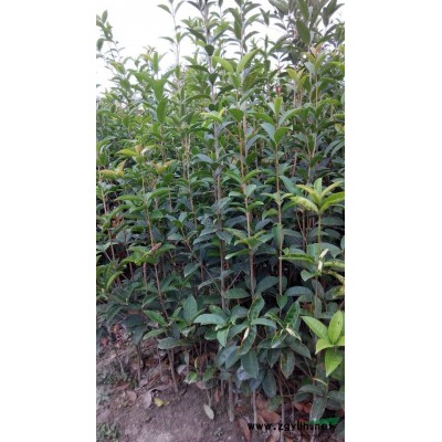 供應(yīng)2年生圓葉金桂和小葉蚊母各10萬棵 ，金彈子5000棵