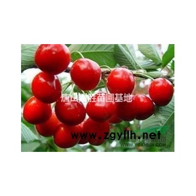 中華太陽李.矮櫻.榆葉梅