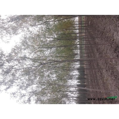 天津優(yōu)質(zhì)竹柳6——8公分 竹柳價格 天津天鷹苗圃