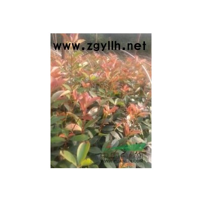 甩自育桂花苗,紅葉石楠苗
