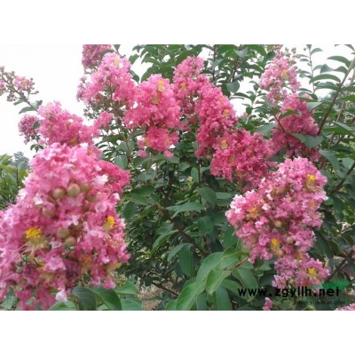 大葉女貞、紫薇、欒樹