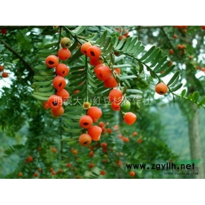 正宗沙藏南方紅豆杉種子