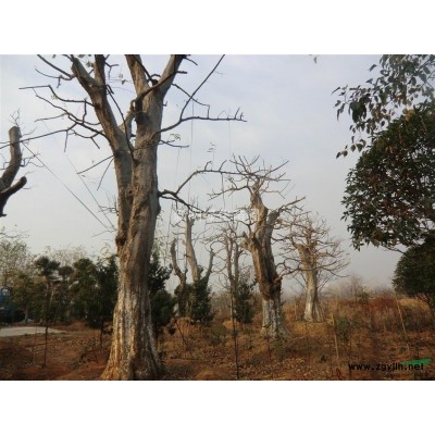 樟樹供應，精品樟樹，樟樹工程苗