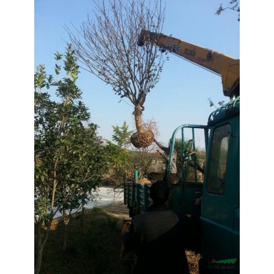 湖北東橋櫻花基地