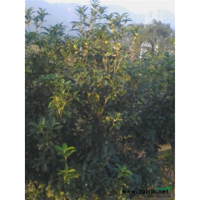 出售桂花樹苗