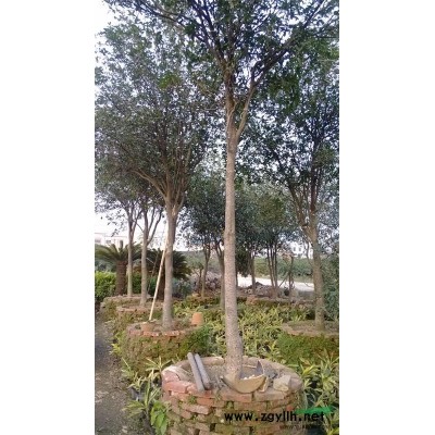 順德出售大顆桂花