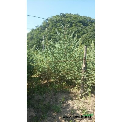 供應云杉，白皮松，華山松，油松，香花槐等綠化苗木
