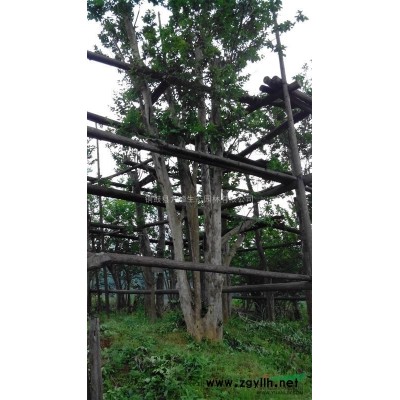 出售30公分米經的原生紫薇