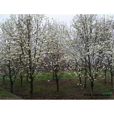 江西水杉種子信息