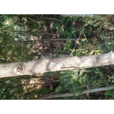 供應(yīng)胸徑7--16公分銀樺