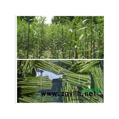 竹柳專業種植基地