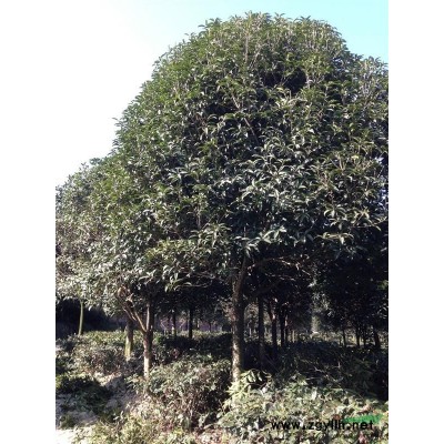 四川雅安名山區(qū)大量供應(yīng)7-15公分桂花樹。