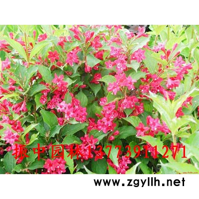 出售精品15公分大葉女貞，