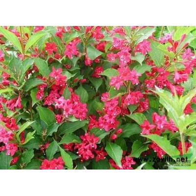 江西紅葉石楠*新報價/紅葉石楠圖片