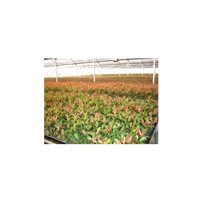 紅葉石楠穴盤(pán)苗、容器苗、容器工程苗、紅葉石楠球