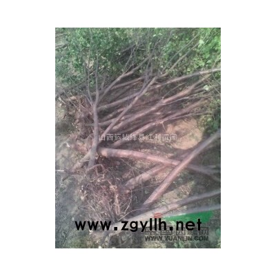 刺槐 紫穗槐 花椒苗  國槐 北欒