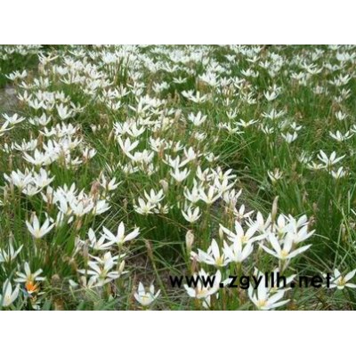 浙江四季桂1*新報價/四季桂1圖片