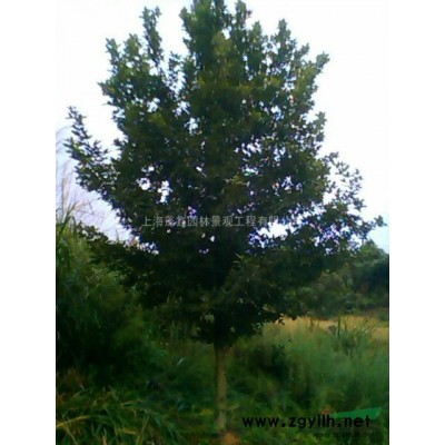 江西九江大量10—15公分三角楓，低價出售。