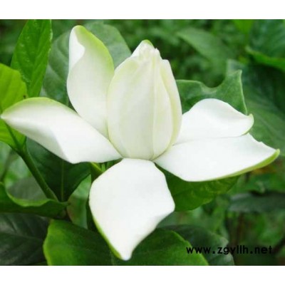 湖南郴州供應海桐球、蜀檜（檜柏、塔柏、圓柏、松柏）