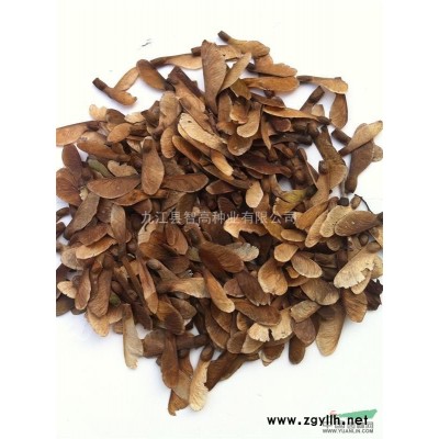 供應一*紅豆杉陳種，紅豆杉陳種價格