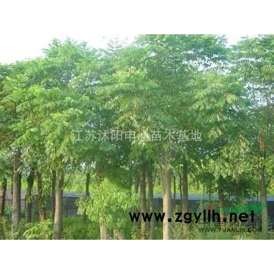 大量供應(yīng)元寶楓