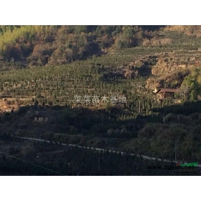 供應4到15公分丹桂樹