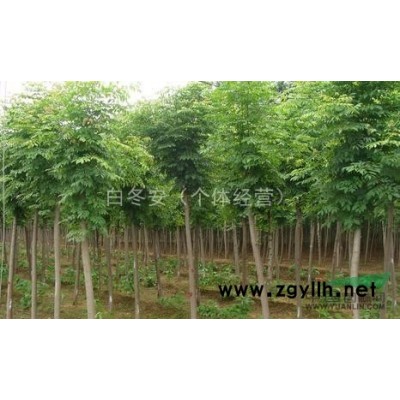 出售 國槐 白蠟 紅葉梨   海棠   北欒   五角楓