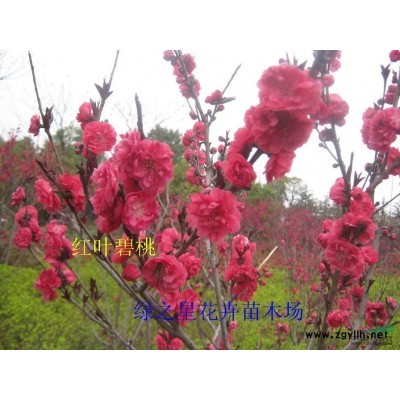 產(chǎn)地直供大葉女貞,桂花,無患子,馬褂木,黃連木,國槐 種苗