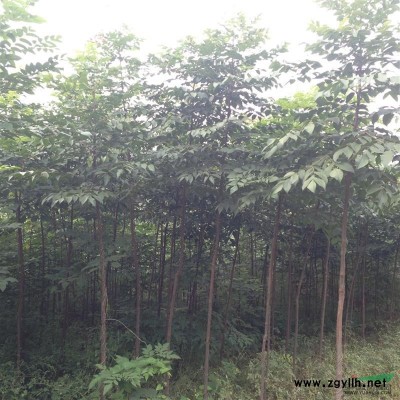 精品國槐/欒樹大量供應