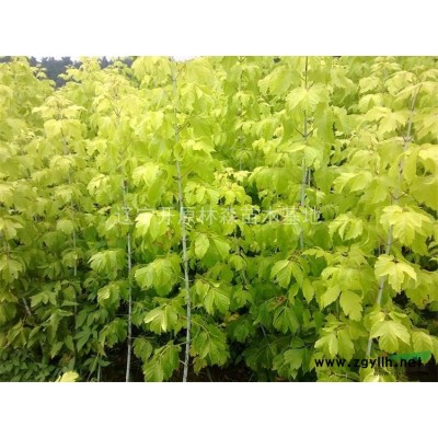 遼寧金葉復葉槭小苗
