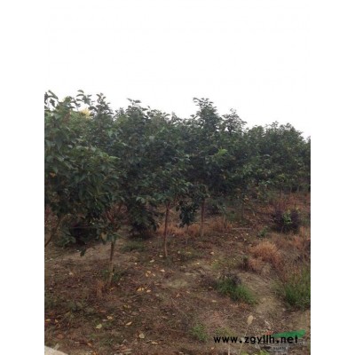 【櫻花樹苗】5-6公分，大量現(xiàn)貨低價出售