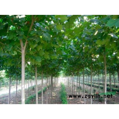 河北長期大量供應法桐紅楓白蠟等，自有數百畝苗圃