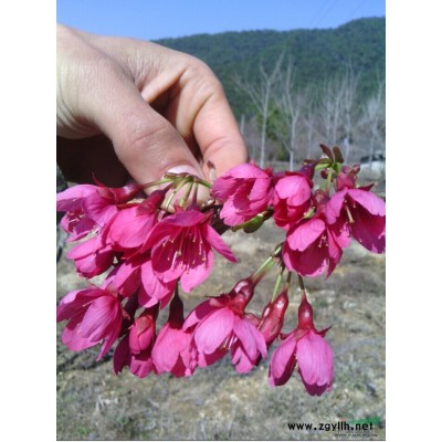 云南冬櫻花苗