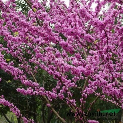 西府海棠 垂絲海棠 日本海棠 木瓜海棠 海棠小苗 海棠苗