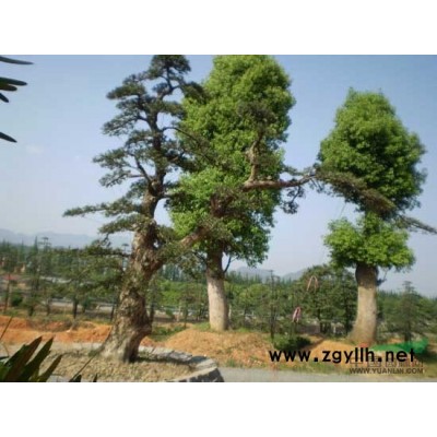 羅漢松供應/羅漢松圖片