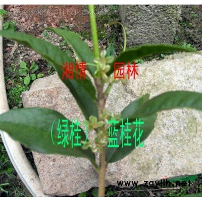 供應(yīng)藍(lán)桂花種苗