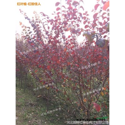 榆樹新品種“陽光男孩”種苗，出售紅葉榆 接穗 種苗預定