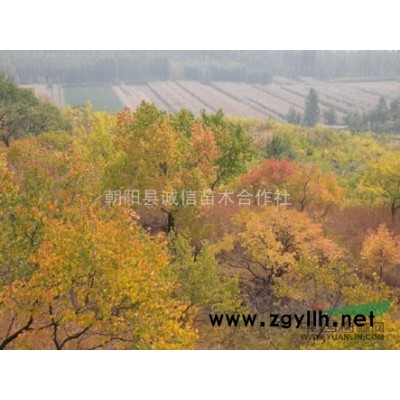 大量供應山杏樹