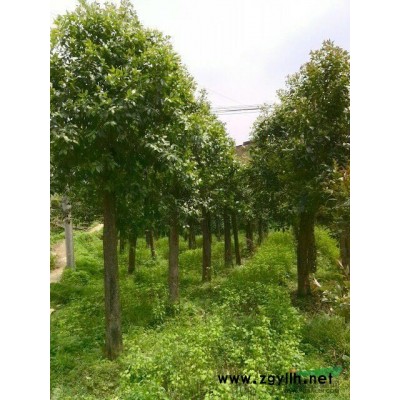 特價(jià)出售大葉女貞熟貨