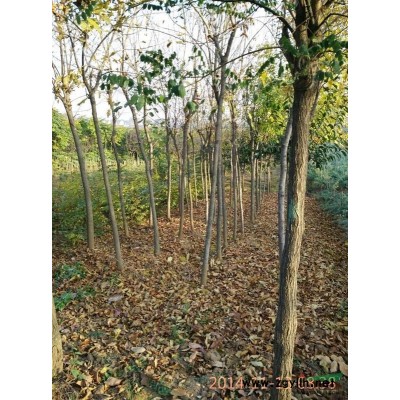 陜西供應紅葉李3-20公分